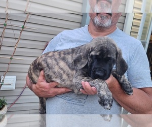 Mastiff Puppy for sale in OTTAWA, KS, USA