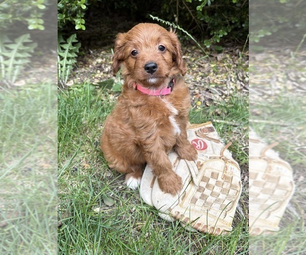 Medium Photo #1 Goldendoodle (Miniature) Puppy For Sale in MIDDLEBURY, IN, USA