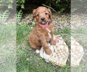 Goldendoodle (Miniature) Puppy for sale in MIDDLEBURY, IN, USA