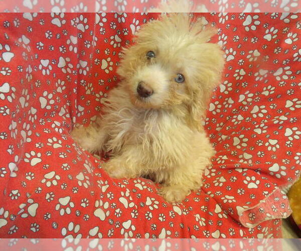Medium Photo #3 F2 Aussiedoodle Puppy For Sale in PATERSON, NJ, USA