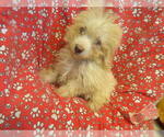 Small #2 F2 Aussiedoodle