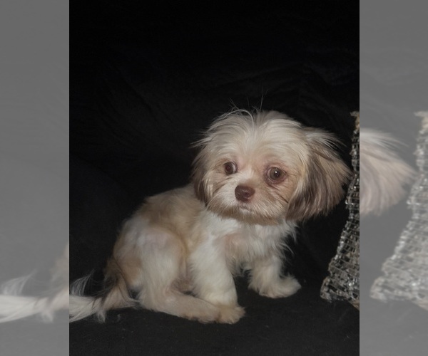 Medium Photo #1 Shih Tzu Puppy For Sale in SHELBY, NC, USA