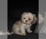 Small Photo #1 Shih Tzu Puppy For Sale in SHELBY, NC, USA