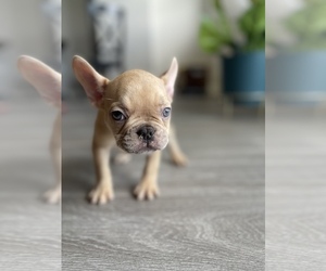 French Bulldog Puppy for sale in MIAMI BEACH, FL, USA