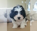 Puppy 3 Mi-Ki-Poodle (Toy) Mix