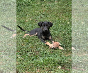 Sabrina- long legged beauty - Female Black and Tan Coonhound-Doberman Pinscher Mix Dog for Adoption - Photo #2