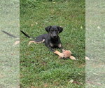 Small Photo #2 Black and Tan Coonhound-Doberman Pinscher Mix Puppy For Sale in Oakhurst, NJ, USA