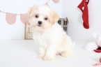 Small Photo #2 Zuchon Puppy For Sale in NAPLES, FL, USA