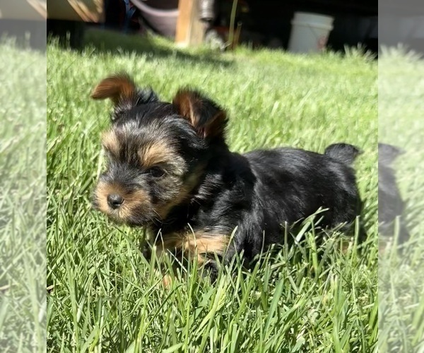 Medium Photo #8 Yorkshire Terrier Puppy For Sale in OLATHE, KS, USA