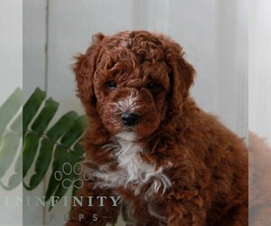 Goldendoodle (Miniature) Puppy for sale in LANCASTER, PA, USA
