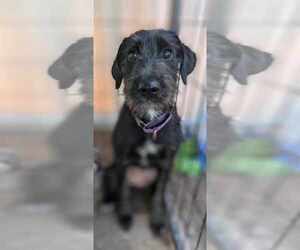 Mutt Dogs for adoption in Evansville, IN, USA