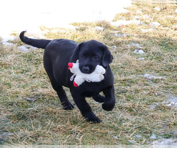 Medium Photo #8 Labrador Retriever Puppy For Sale in SYRACUSE, IN, USA