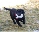 Small #7 Labrador Retriever
