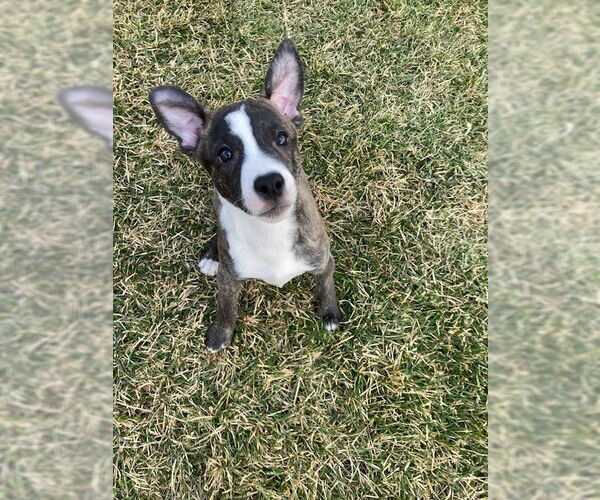 Medium Photo #3 Mutt Puppy For Sale in Plainfield, IL, USA