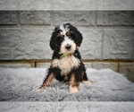 Small #1 Bernedoodle