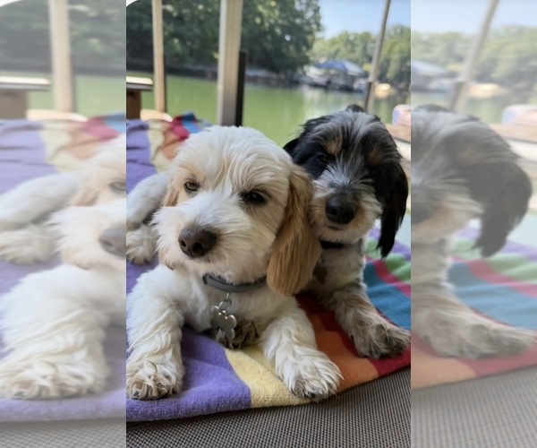 Medium Photo #3 Schweenie Puppy For Sale in BOWLING GREEN, KY, USA