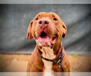 Labrador Retriever-Unknown Mix Dogs for adoption in Orlando, FL, USA