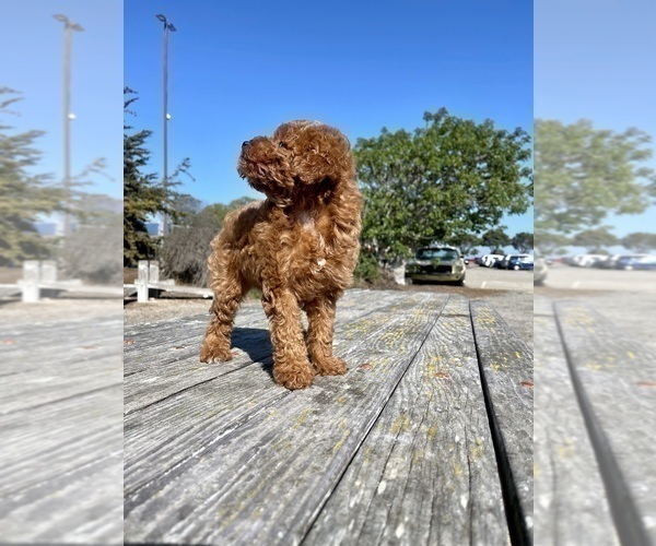 Medium Photo #28 Poodle (Toy) Puppy For Sale in HAYWARD, CA, USA