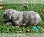 Small #3 Catahoula Leopard Dog