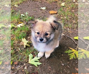 Pomeranian Puppy for sale in DES MOINES, IA, USA