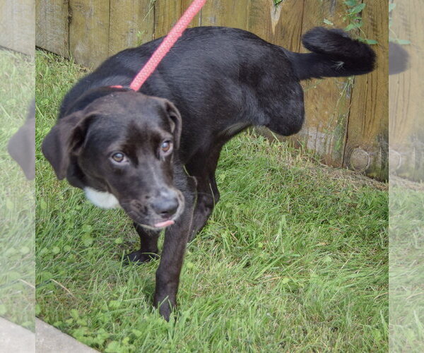 Medium Photo #3 Borador Puppy For Sale in Huntley, IL, USA
