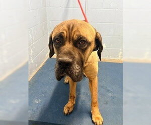 Bullmastiff Dogs for adoption in Woodland, CA, USA