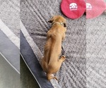 Small #3 Rhodesian Ridgeback