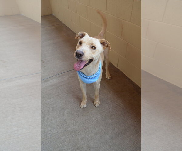 Medium Photo #2 Labrador Retriever-Unknown Mix Puppy For Sale in McKinney, TX, USA