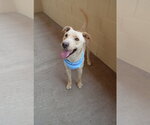 Small #1 Labrador Retriever Mix