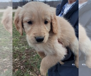 Golden Retriever Puppy for sale in CENTERVIEW, MO, USA