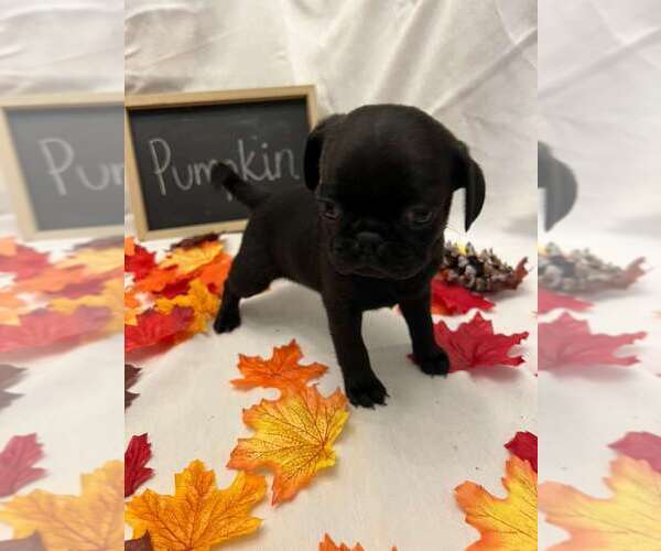 Medium Photo #17 Pug Puppy For Sale in BRIDGEWATER, VA, USA