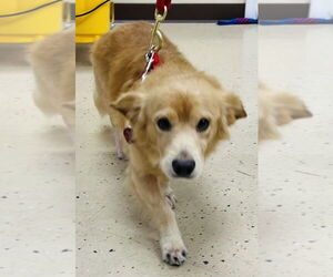Medium Welsh Corgi Mix
