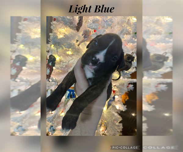 Medium Photo #32 Boxer Puppy For Sale in RALEIGH, NC, USA