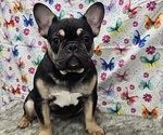 Puppy Hector French Bulldog