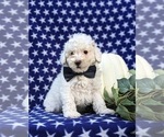 Small Photo #2 Poodle (Toy) Puppy For Sale in OXFORD, PA, USA