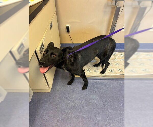 Medium Photo #1 German Shepherd Dog Puppy For Sale in Santa Maria, CA, USA