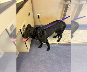 German Shepherd Dog Dogs for adoption in Santa Maria, CA, USA