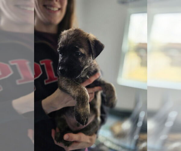 Medium Photo #3 Australian Shepherd-Catahoula Leopard Dog Mix Puppy For Sale in Aurora, IN, USA