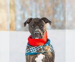 Small #13 Mutt