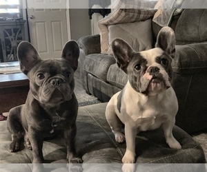 Father of the French Bulldog puppies born on 04/30/2022