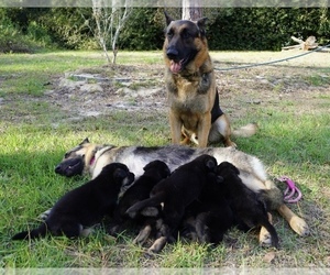 German Shepherd Dog Puppy for Sale in SPRING HILL, Florida USA