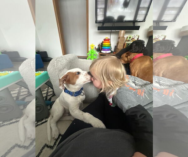 Medium Photo #3 Mutt Puppy For Sale in Plainfield, IL, USA