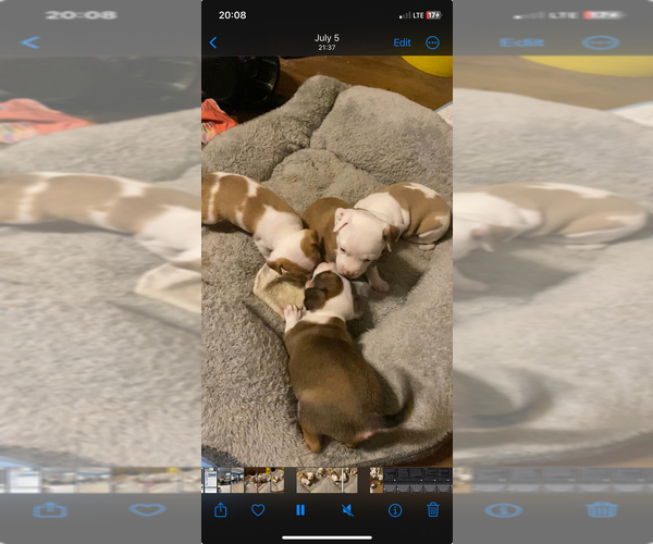 Medium Photo #1 Bull Terrier-Rat Terrier Mix Puppy For Sale in CASTROVILLE, TX, USA