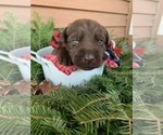 Small Photo #8 Labrador Retriever Puppy For Sale in ATHENS, WI, USA