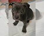 Small #2 American Staffordshire Terrier Mix