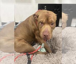 American Pit Bull Terrier Dogs for adoption in Tracy, CA, USA