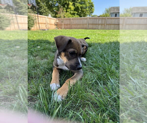 Medium Photo #1 Beagle-Unknown Mix Puppy For Sale in Springdale, PA, USA