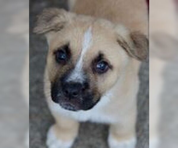 Medium Photo #2 Anatolian Shepherd-Unknown Mix Puppy For Sale in Fremont, CA, USA