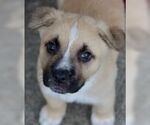 Small #1 Anatolian Shepherd Mix