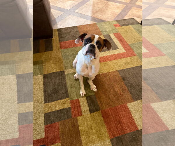 Medium Photo #5 Boxer Puppy For Sale in  Katy, TX, USA